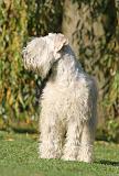 IRISH WHEATEN TERRIER 004